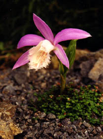 Pleione formosa